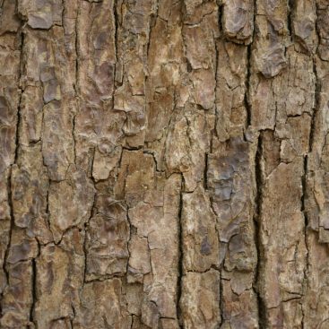 Erdőfürdő - stresszoldó séta a természetben - Helló Erdő - vezetett erdei tematikus séták