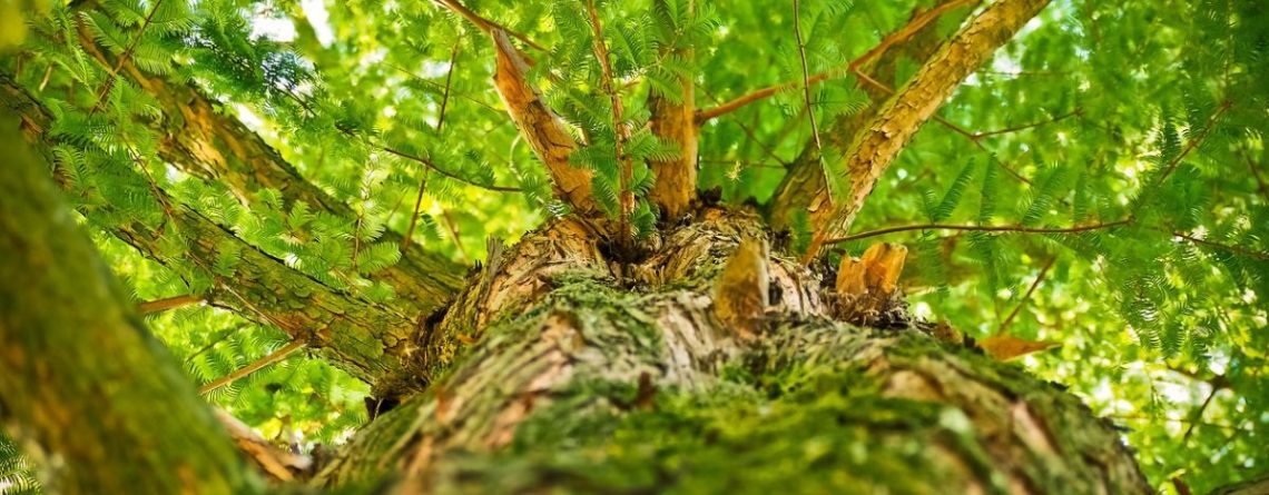 Erdőfürdő - stresszoldó séta a természetben - Helló Erdő - vezetett erdei tematikus séták