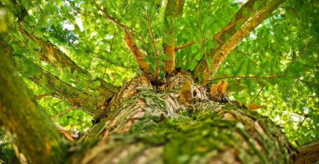 Erdőfürdő - stresszoldó séta a természetben - Helló Erdő - vezetett erdei tematikus séták