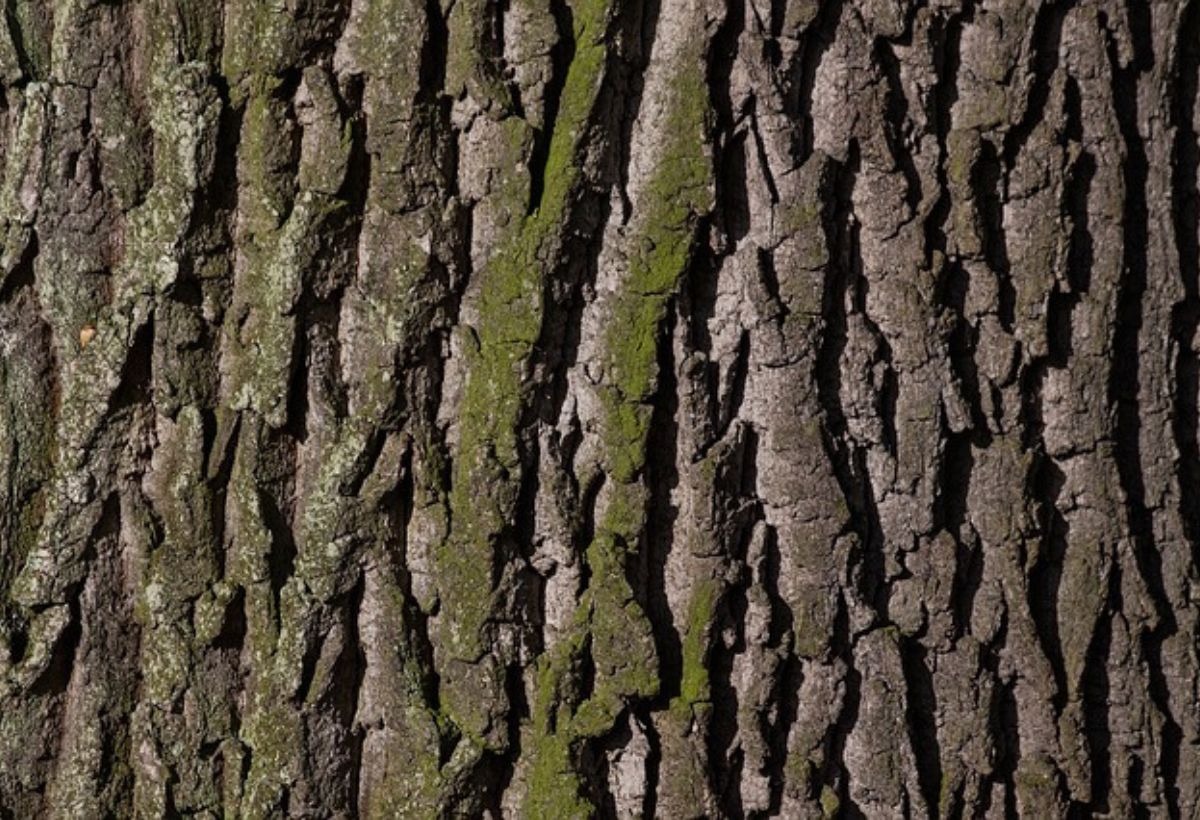 Erdőfürdő - stresszoldó séta a természetben - Helló Erdő - vezetett erdei tematikus séták