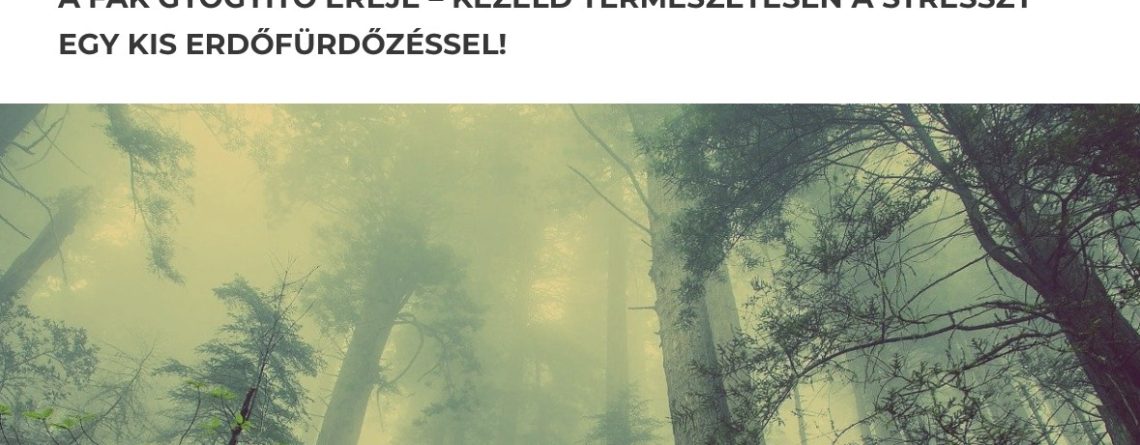 A fák gyógyító ereje - Hello Erdő